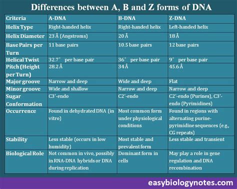 b dna and z dna difference|Difference between A.